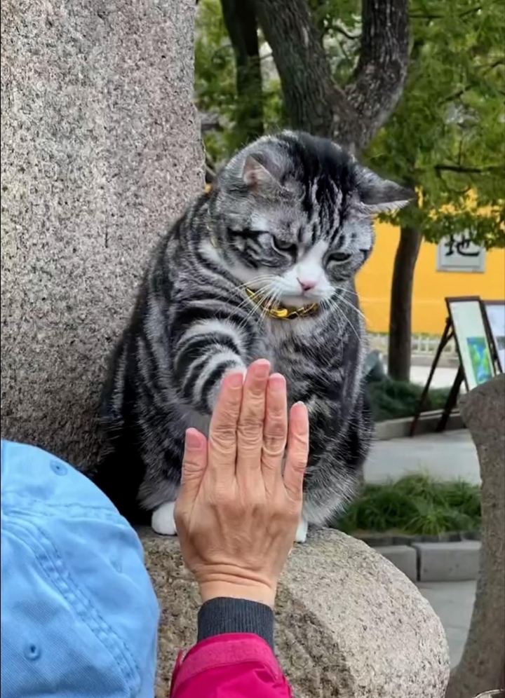 Tangdou sitting on stone, unimpressed, ready to high five