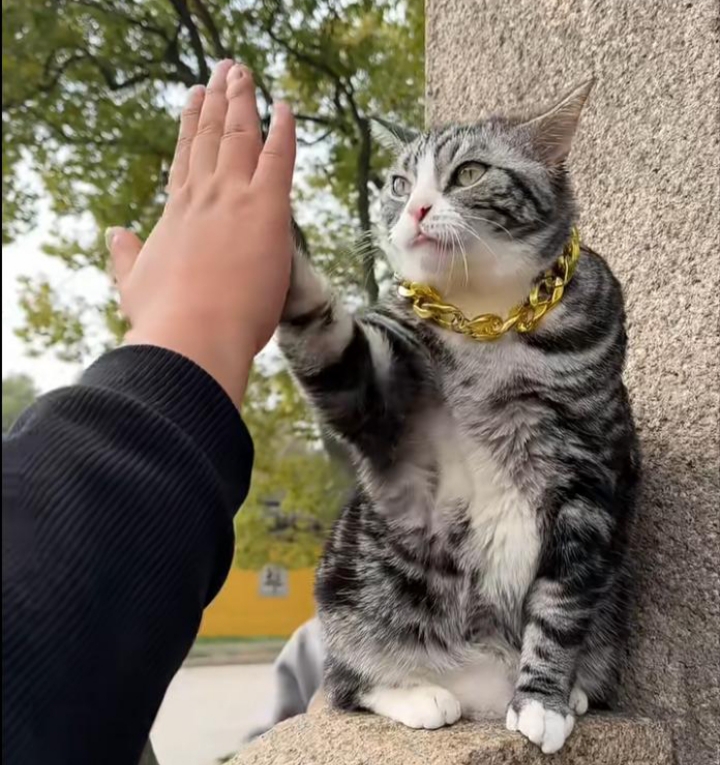 Tangdou wearing a gold chain, paw pressed to a visitor's hand