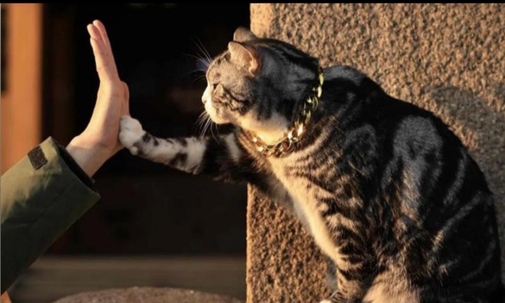 Tangdou the temple cat giving a high five in golden sunlight