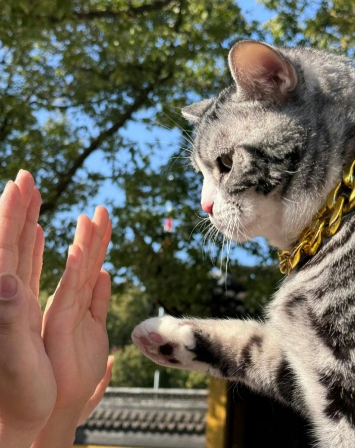 Tangdou reaching up for a high five under blue sky